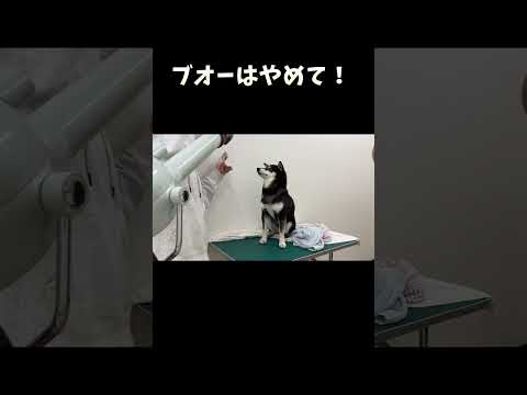 ブオーはやめて サムネイル