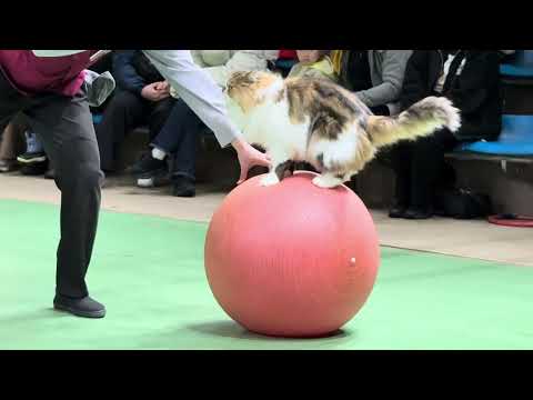 ナツメくん登場！なかなか見れない猫によるショー ザ・キャッツ　那須どうぶつ王国にて　2025年1月9日 サムネイル