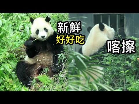 圓寶午睡醒來坐壕溝打野食嚐鮮嫩竹枝超可愛,保育員門前給圓寶美拍|Giant Panda Yuan Bao,圆宝,貓熊,… サムネイル
