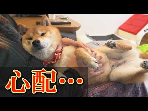 てんかん発作を引き起こす睡眠不足。てんかんの柴犬が全く眠らず、不安が募りました・・・ サムネイル