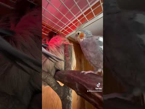 だるまさんがころんだぁ！#動物園 #ナマケモノ #オカメインコ サムネイル