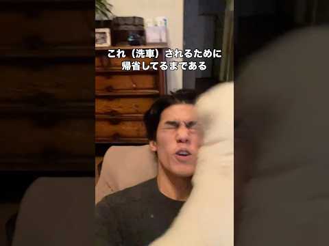 息子の帰省が嬉しすぎて愛情表現の仕方が激しめなイッヌ ビションフリーゼ 犬 shorts サムネイル