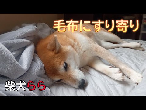 毛布にすり寄り サムネイル