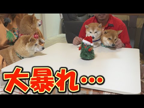 このあと踊るおもちゃのスイッチを入れると、楽しすぎて暴走してしまう柴犬・・・ サムネイル