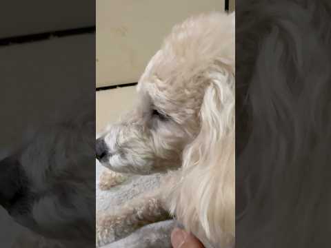 shorts タローちゃんの横顔❣️トイプードル　2026年2月6日 サムネイル