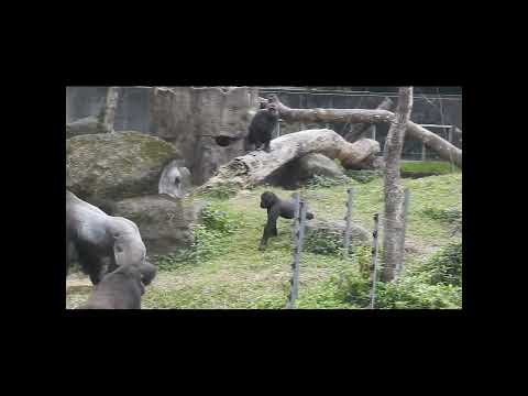move.Gorilla D'jeeco family.Jabali 5y2m old .Ringo 4y7m old… サムネイル