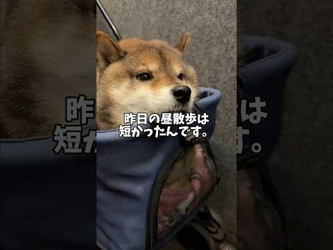 柴犬が散歩よりも大切に思っていること… サムネイル