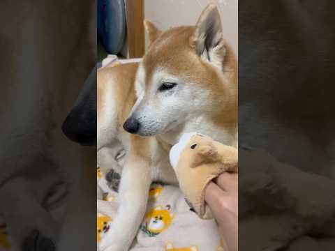 柴犬福 姉が新曲を歌いながら合いの手してきて呆れた目をする柴犬🤣Sis and Shiba🤣姉と柴 shorts 柴犬… サムネイル