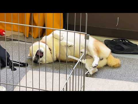 日本男児のくせにすぐへにょへにょする柴犬 サムネイル