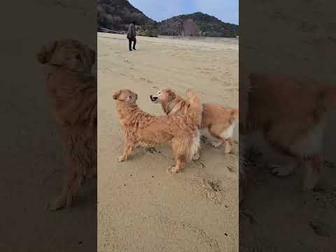 名前も知らない砂浜でビスとイロハの自由時間。 サムネイル