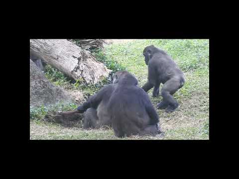 gorilla D'jeeco family watches Tayari vs. Tree Roots in a t… サムネイル