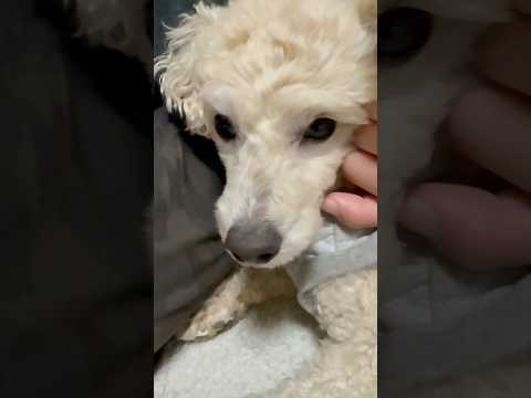 shorts 落ち着いた❣️タローちゃん　トイプードル　2026年2月2日 サムネイル