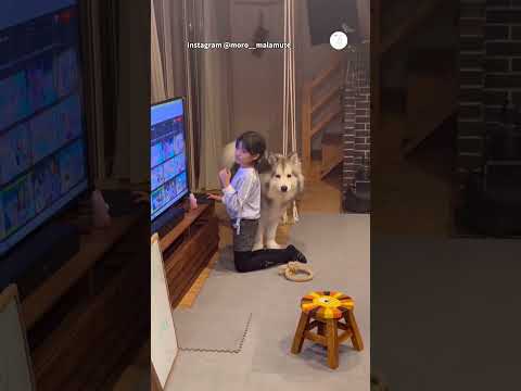 テレビに夢中な女の子と、遊びたい大型犬のアピール　　アラスカンマラミュート 大型犬　犬　かわいい犬 面白い サムネイル
