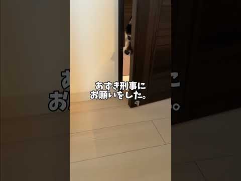 柴犬刑事👮誕生？ サムネイル