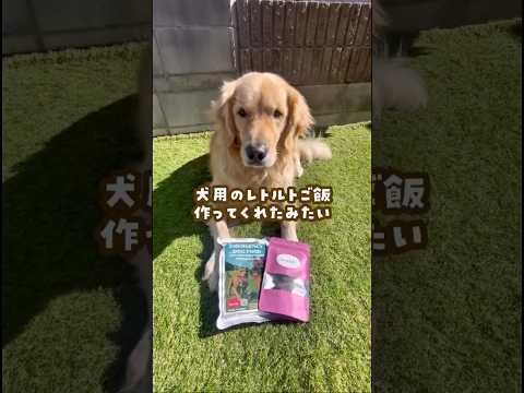 犬用のレトルトご飯に待ちきれないシン ゴールデンレトリバー 大型犬のいる生活 goldenretreiver サムネイル