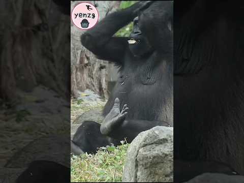 Tayari : keeper, over here gorilla gorillatag taipeizoo 金剛猩… サムネイル
