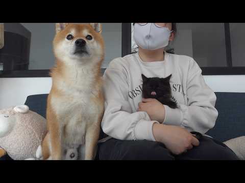 運命の出逢い‥子猫と柴犬が初顔合わせしたら優しすぎる展開に。 サムネイル