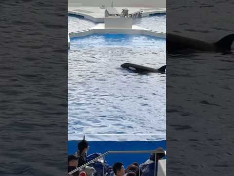 shorts パフォーマンス直前のオルカちゃん🤭　須磨シーワールドにて サムネイル