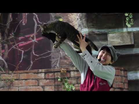 なかなか見れない猫によるショー ザ・キャッツ　那須どうぶつ王国にて　2026年2月1 日　C0010 サムネイル
