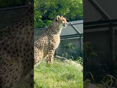 shorts 丸めの小顔で愛らしいアジャブさん　チーター　千葉市動物公園にて　2026年4月19日 サムネイル