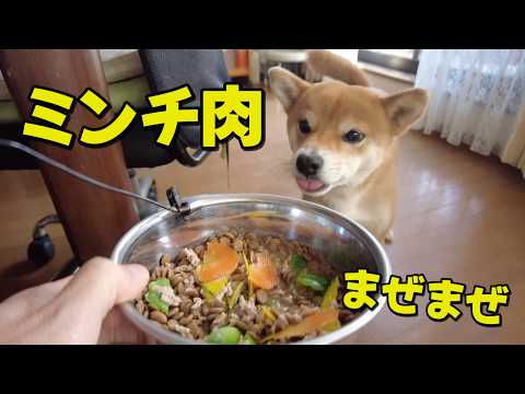 【柴犬小夏】ほかほかミンチを混ぜ込むとドッグフードも素敵に感じる　ASMR サムネイル