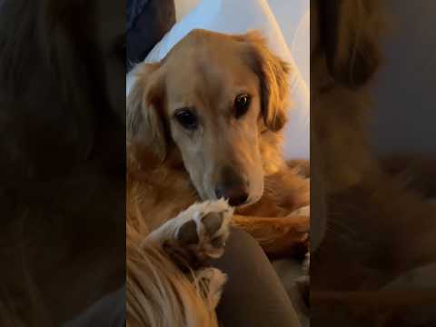 coming home to my golden retriever🥵 goldenretreiver dog ind… サムネイル