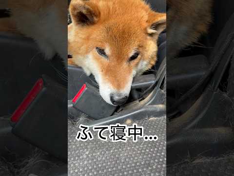 ’26.5.24 つながれた力丸… 柴犬 shibainu 柴犬のいる暮らし 柴犬の日常 車中泊犬 力丸 サムネイル