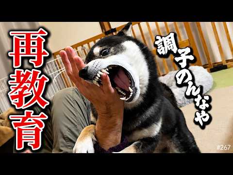 手がつけられねぇ柴犬 サムネイル
