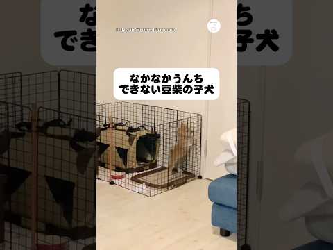 なかなかできない…豆柴の子犬のトイレ奮闘　豆柴　柴犬　犬　子犬　かわいい犬 サムネイル