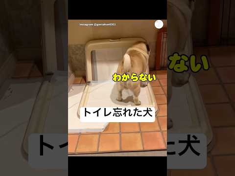 クルクル回ってたらトイレのやり方忘れた犬　パグ　犬　犬のいる暮らし 面白い　かわいい犬 サムネイル