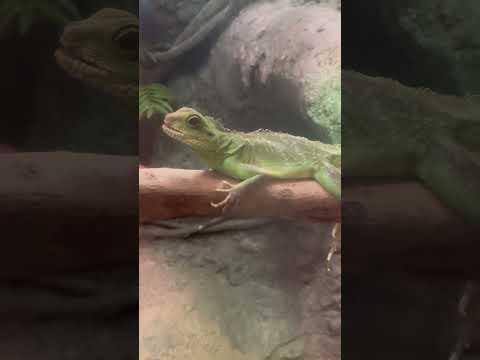 shorts インドシナウォータードラゴン　　東山動植物園にて　2026年3月14日 サムネイル