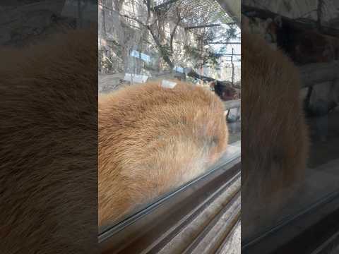shorts ジジくん　睡眠💤💤中〜　レッサーパンダ　那須どうぶつ王国　2026年3月29日 サムネイル