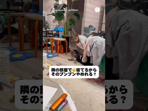 静かにしてほしい飼い主さん VS ブンブンしたい犬　　　犬　面白い犬 犬のいる暮らし 面白い　ダックス サムネイル