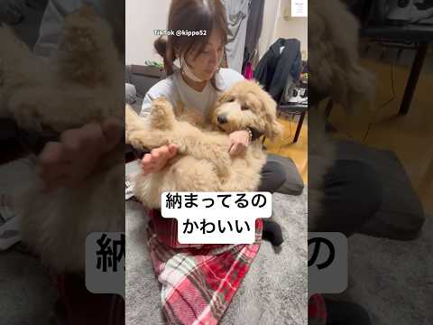 ぴったり納まる犬がかわいい　　子犬　ゴールデンドゥードル 犬　かわいい かわいい犬 サムネイル