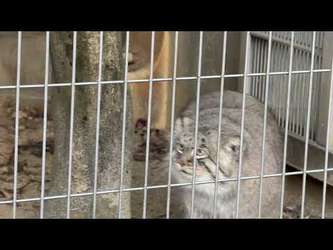 エルくん  出て来るがミーニャちゃんが居ないの確認して部屋へ　マヌルネコ　東山動植物園にて　2025年12月12日 サムネイル