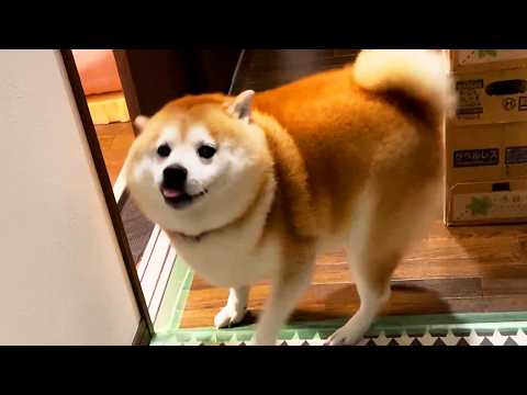 家族が帰ってくると嬉しくて何度も振り向き、最終的に４度見する柴犬 サムネイル