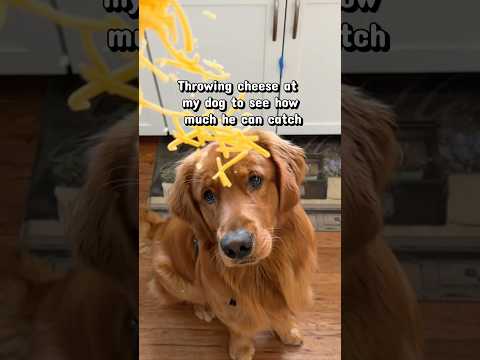 I don’t think he understood this assignment サムネイル