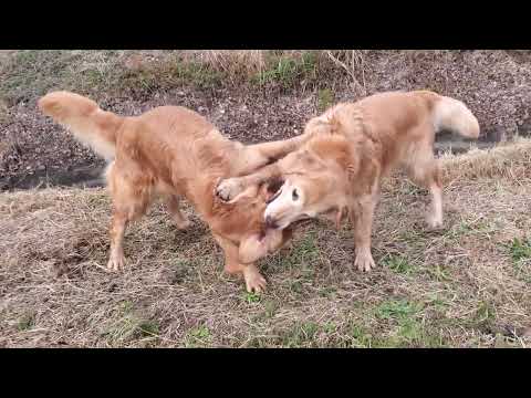 冬場のワンプロは夏場より運動量が増えるゴールデンレトリバー サムネイル