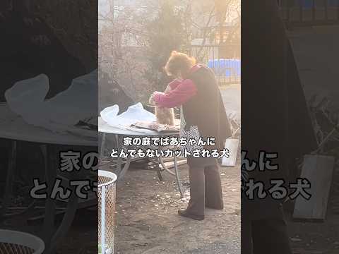 失敗だよ、おばあちゃん 犬 トリマー トイプードル shorts サムネイル