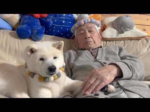 おじいちゃんの事が大好きな柴犬、ずっと一緒に居たいね。 サムネイル