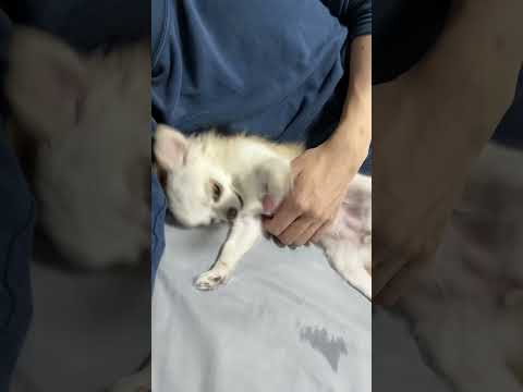 ご主人と一緒に寝る愛犬チワワが癒しです #dog #チワワ #チワワ サムネイル