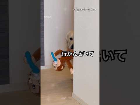 行かんといて…留守番が大嫌いなゴールデン　ゴールデンレトリバー 大型犬　犬　大型犬のいる生活 かわいい犬 サムネイル