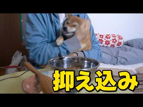 フード時アグレッシブな柴犬を抑え込み！柴犬小夏