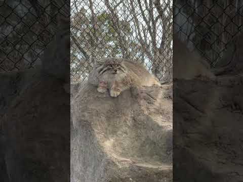 shorts ロックの頂上から見渡すオリーヴァちゃん　マヌルネコ　埼玉県こども動物自然公園にて　2026年3月7日 サムネイル