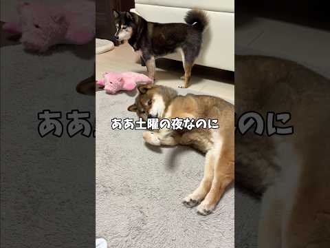 いつも熱量高い柴犬🐕 サムネイル