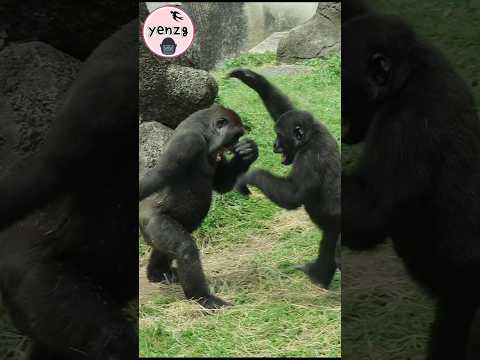 Ringo：我的手也很長哦,摸的到哥哥的頭 gorilla gorillatag taipeizoo 金剛猩猩 台北市… サムネイル