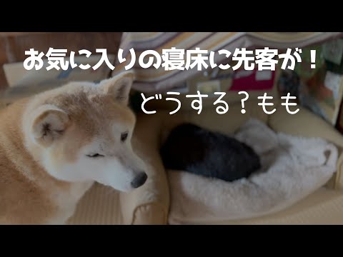 お気に入りを取られた時の反応の違い How They React When Their Bed Gets Taken