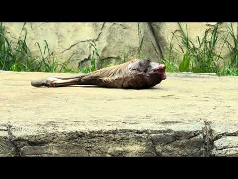 屠体給餌「ライオンのガブガブタイム」準備中〜　千葉市動物公園にて　2026年4月18日 サムネイル