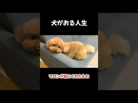 犬がおる人生。 サムネイル