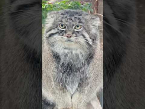 shorts ここに居た〜ナルくん　マヌルネコ　神戸どうぶつ王国　2025年12月26日 サムネイル